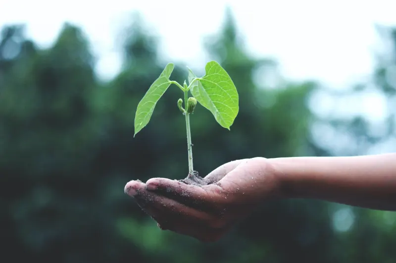 Sustainable Raw Material Sustainable Raw Material